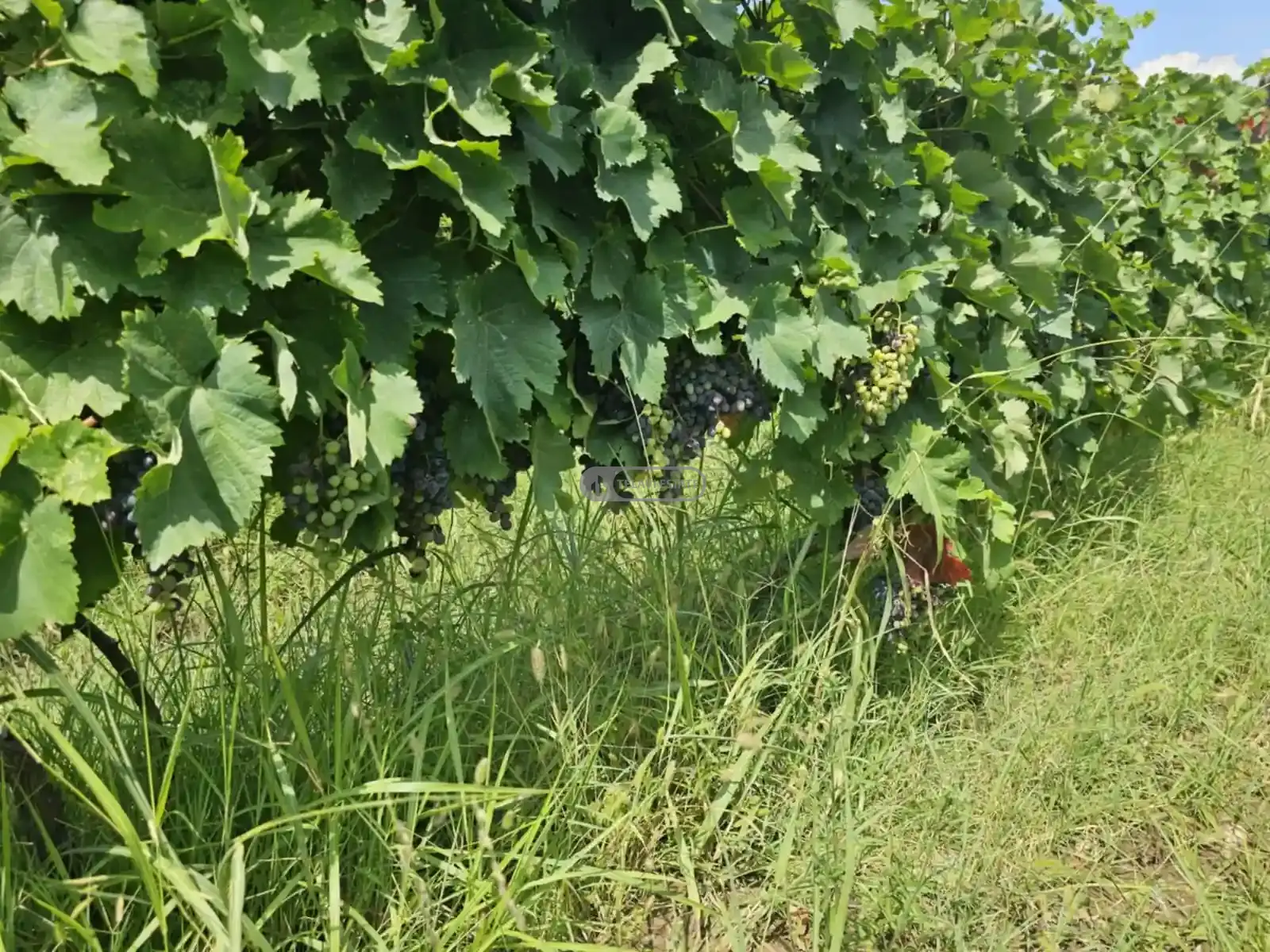 Продается виноградник в Кондоли