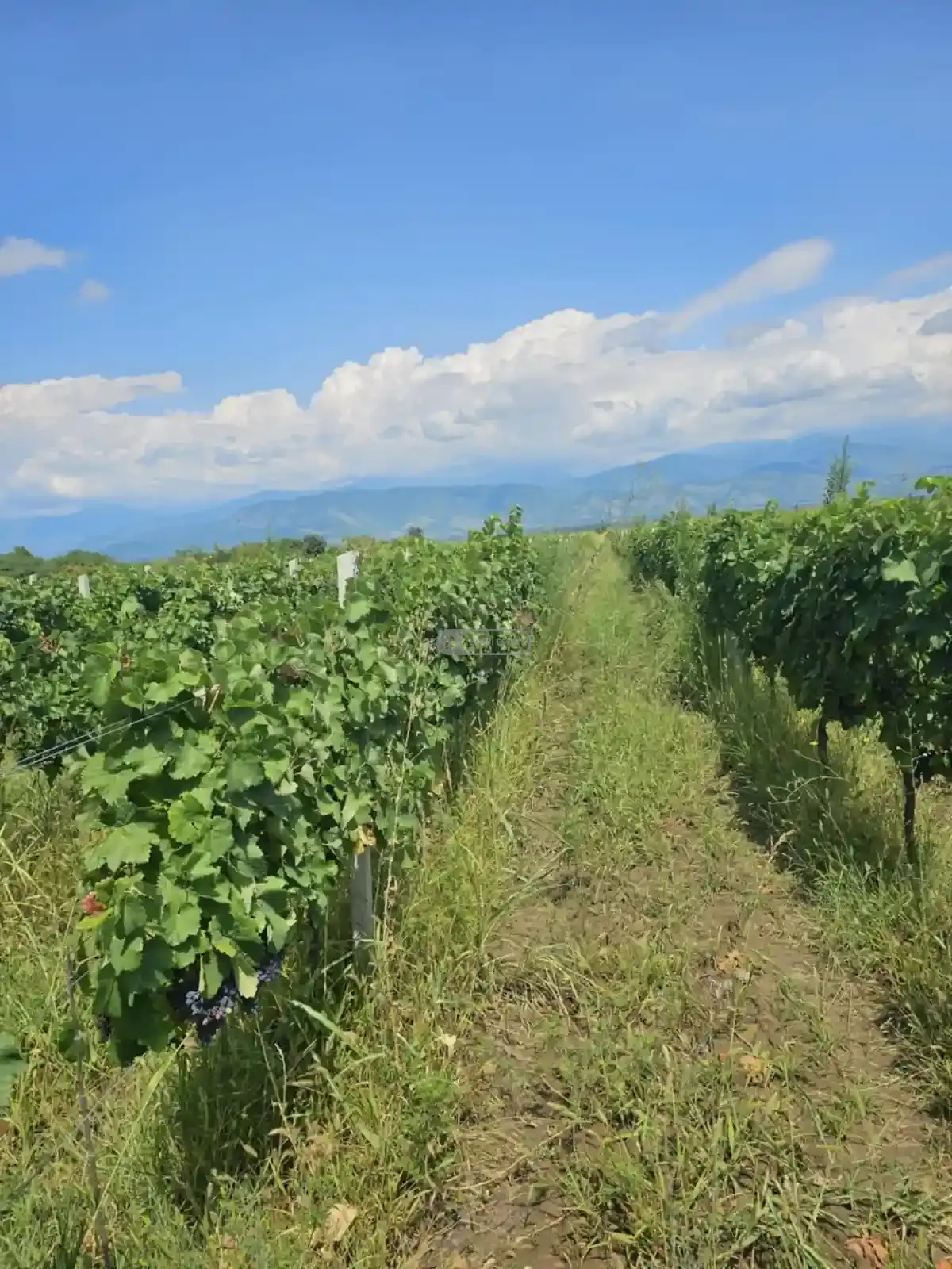 Продается виноградник в Кондоли