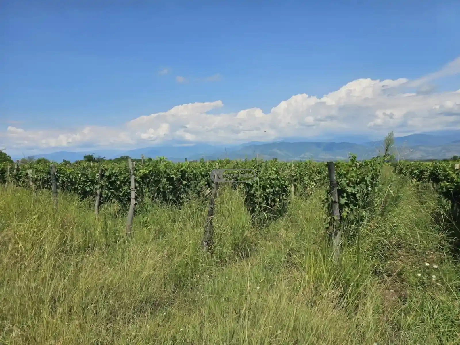 Продается виноградник в Кондоли