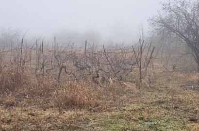 სამოსახლო მიწის ნაკვეთი წინანდალში