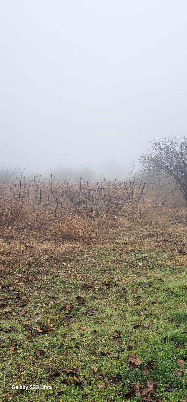 სამოსახლო მიწის ნაკვეთი წინანდალში