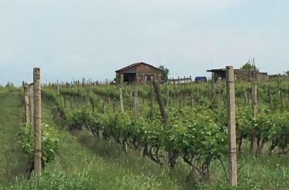 მიწის ნაკვეთი ვენახით სოფელ კონდოლში