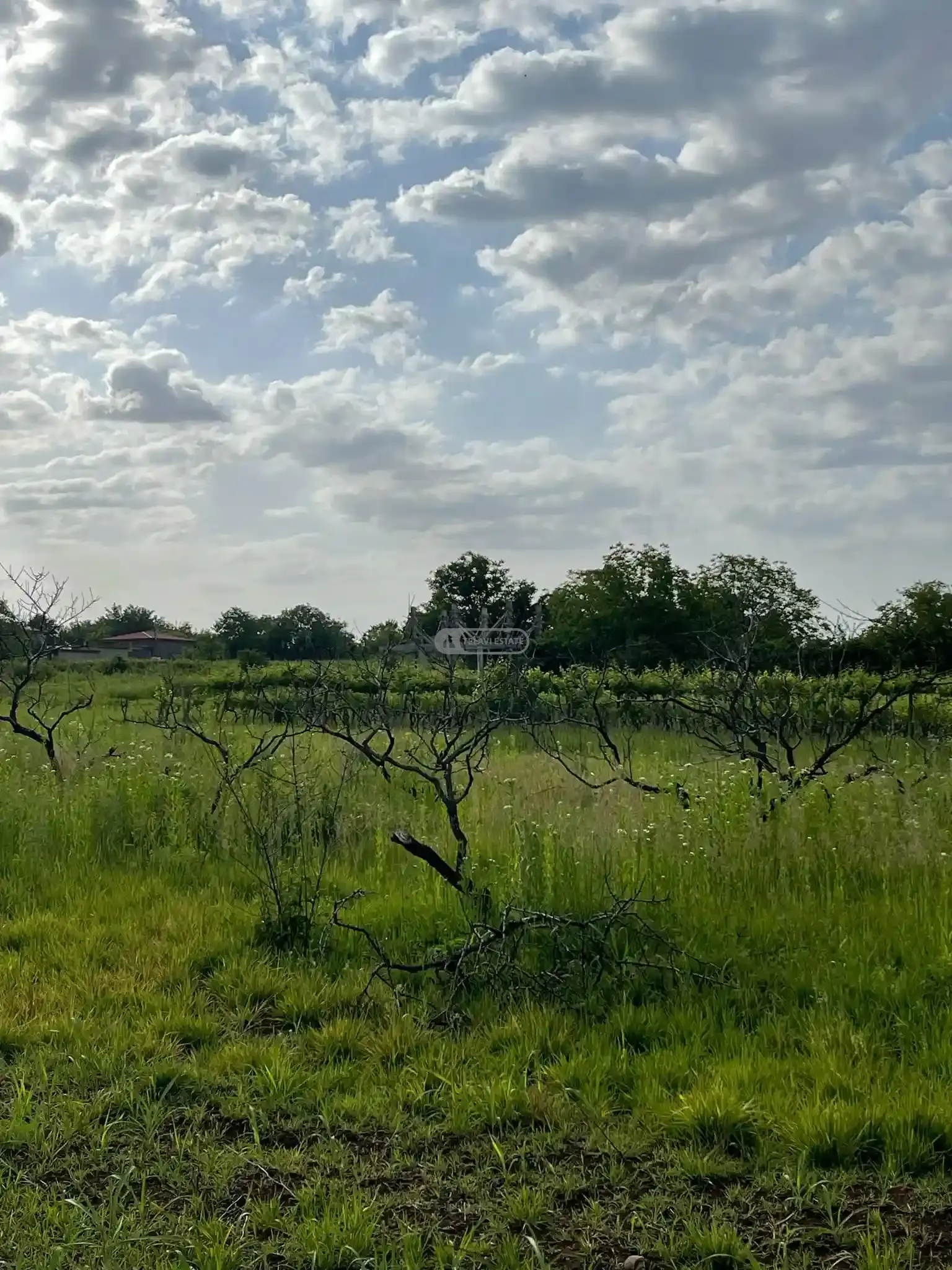 მიწის ნაკვეთი წინანდალში