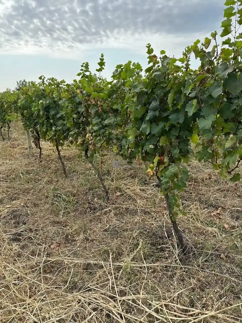 Продаётся плодоносящий виноградник