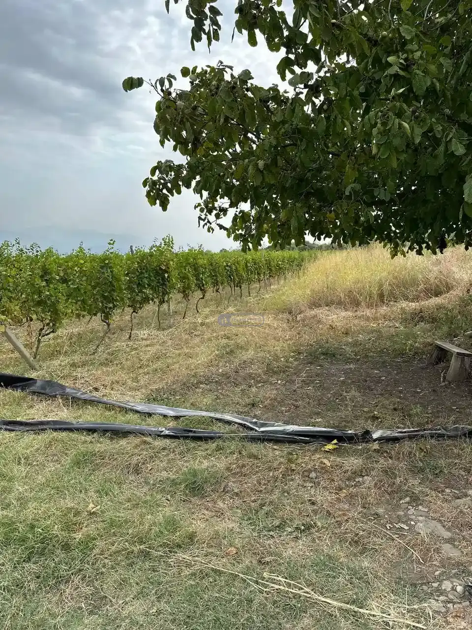 Продаётся плодоносящий виноградник