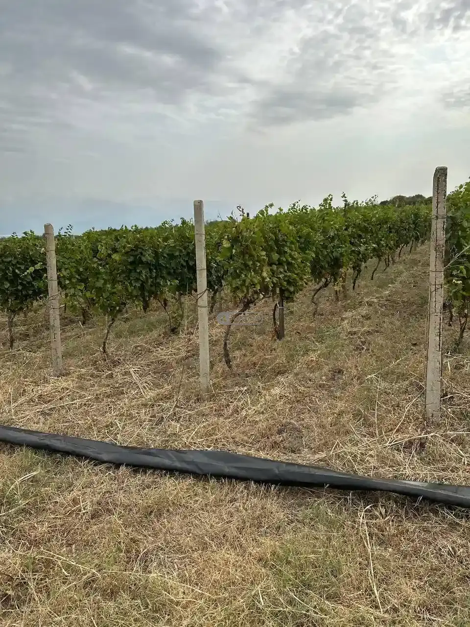 Продаётся плодоносящий виноградник