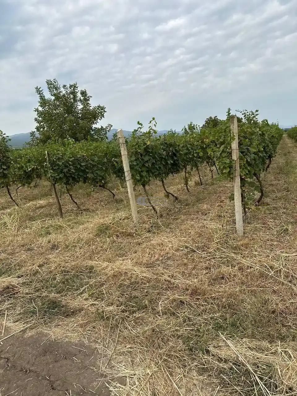 Продаётся плодоносящий виноградник