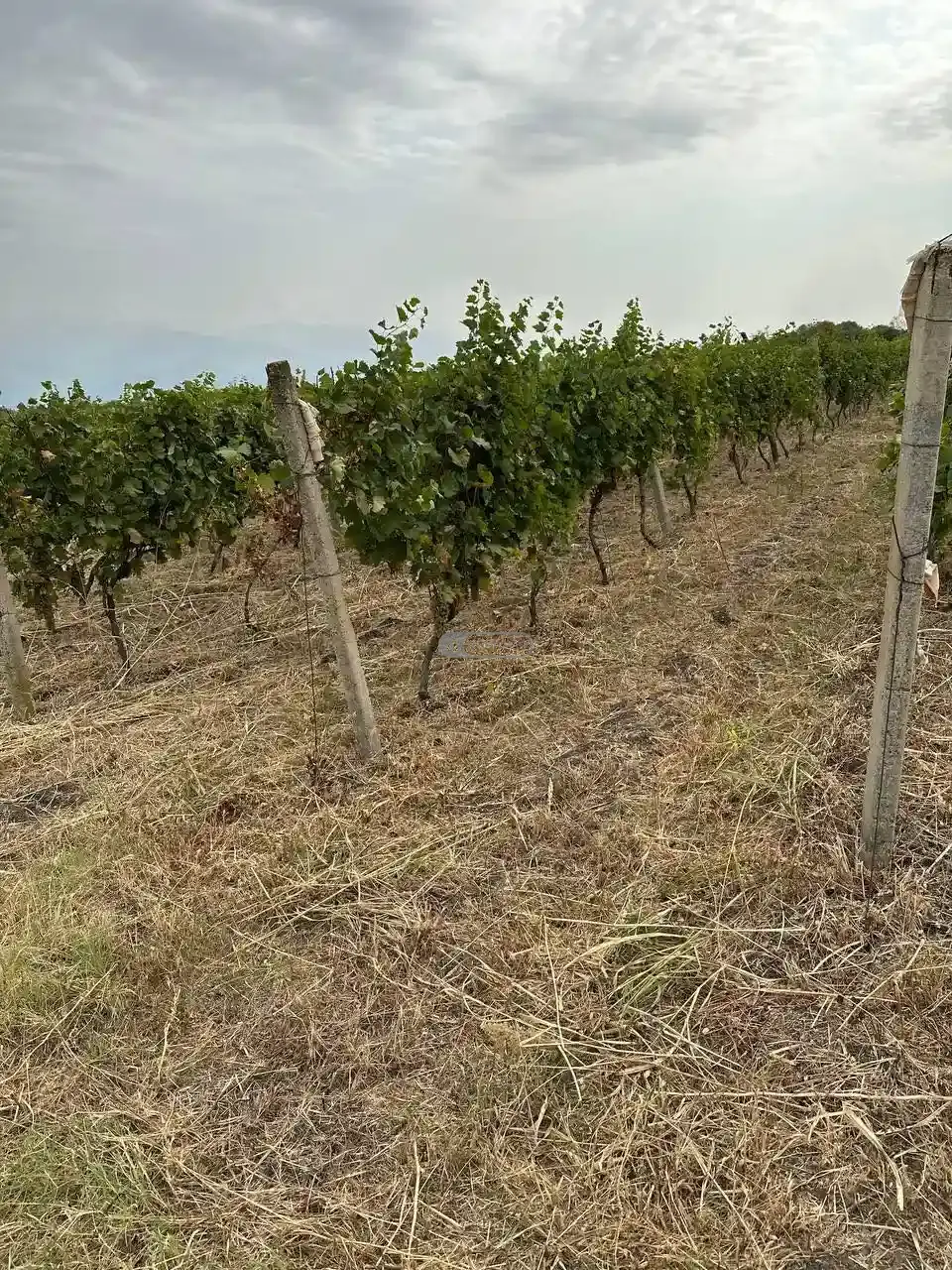 Продаётся плодоносящий виноградник