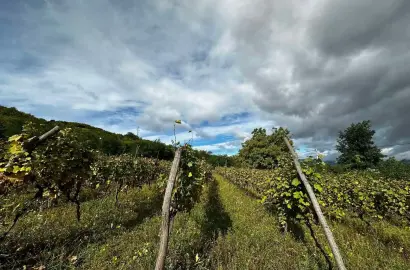Land Plot in Ikalto