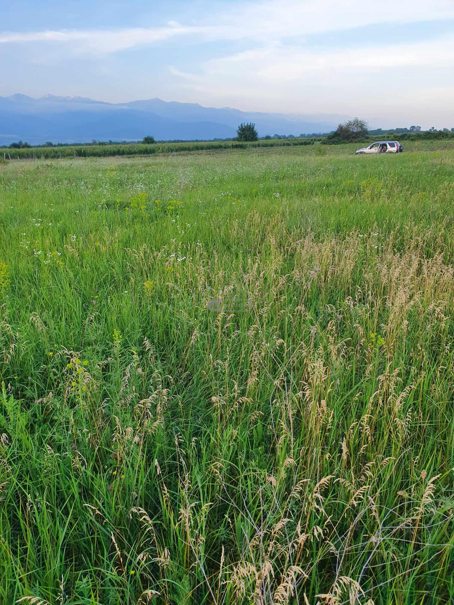 Продается сельскохозяйственный участок в Цинандали