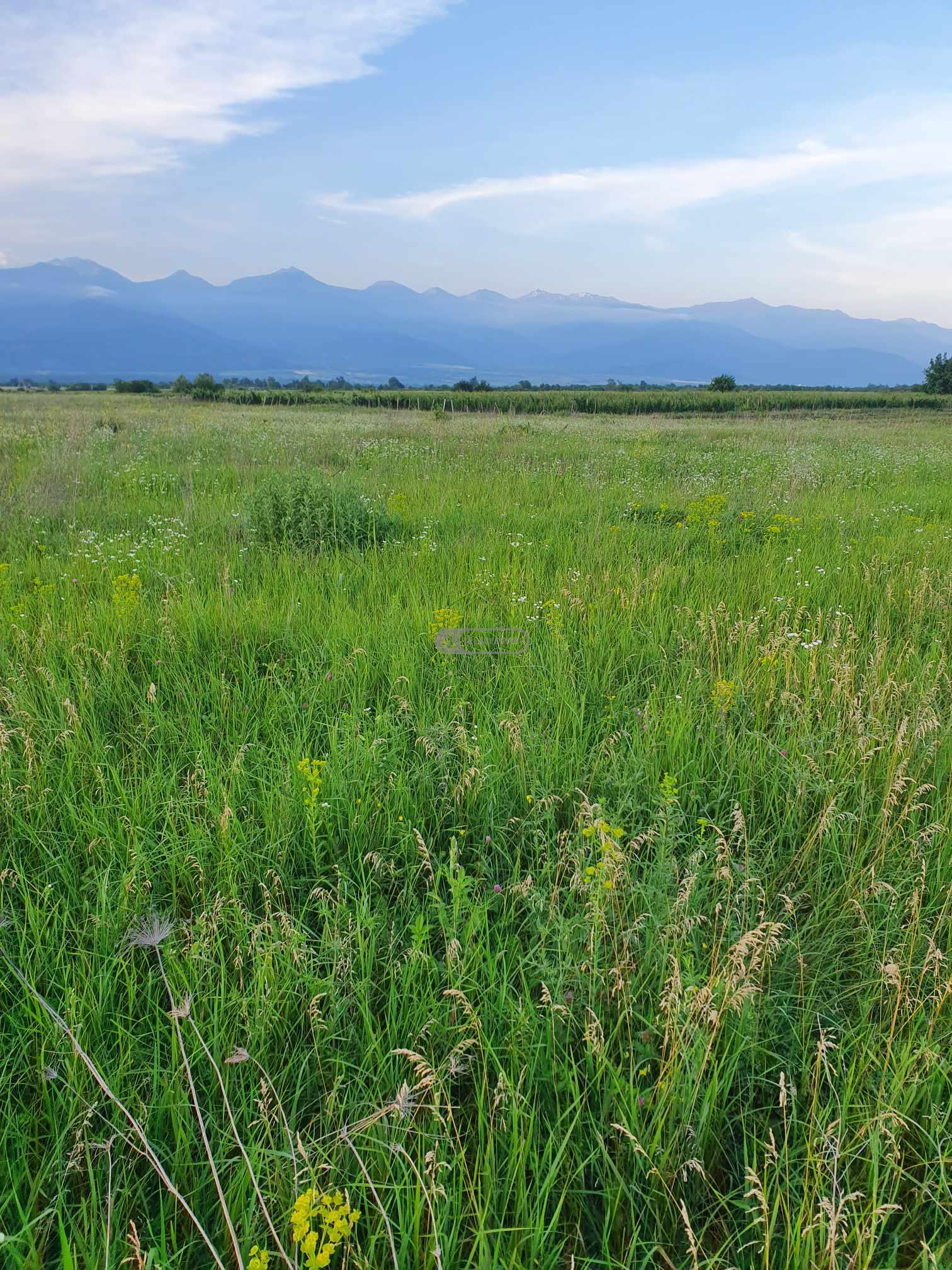 Продается сельскохозяйственный участок в Цинандали