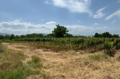 მიწის ნაკვეთი რუისპირში, ვენახით