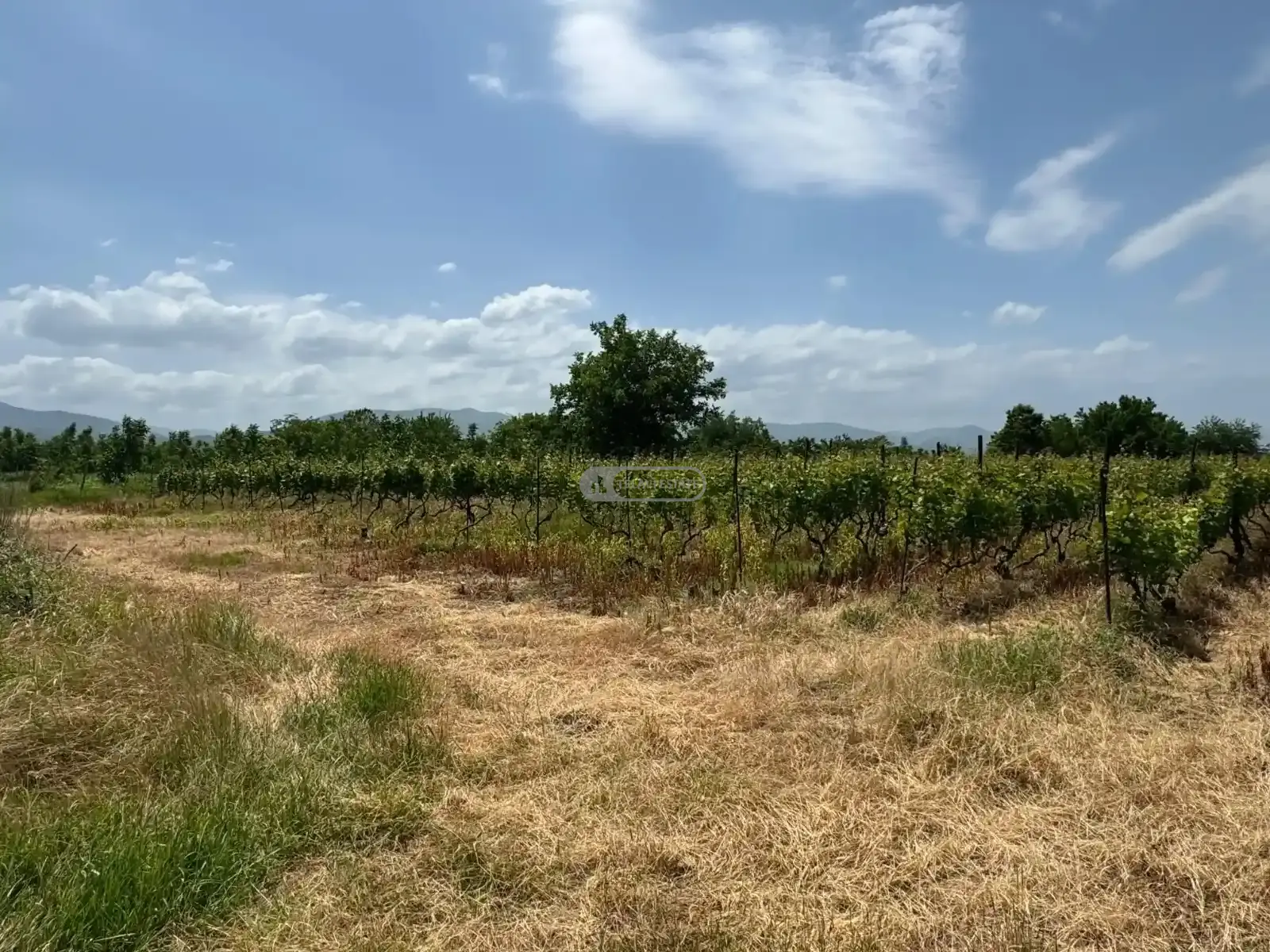 მიწის ნაკვეთი რუისპირში, ვენახით