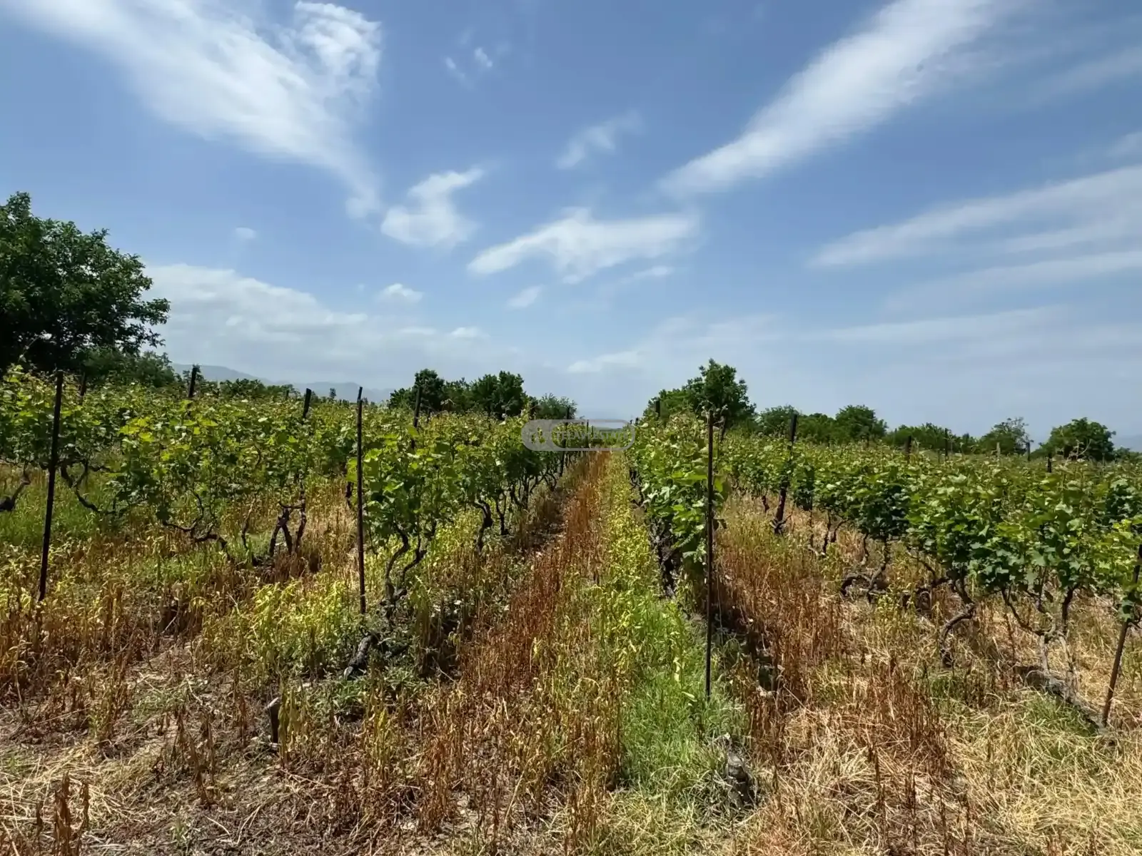 მიწის ნაკვეთი რუისპირში, ვენახით