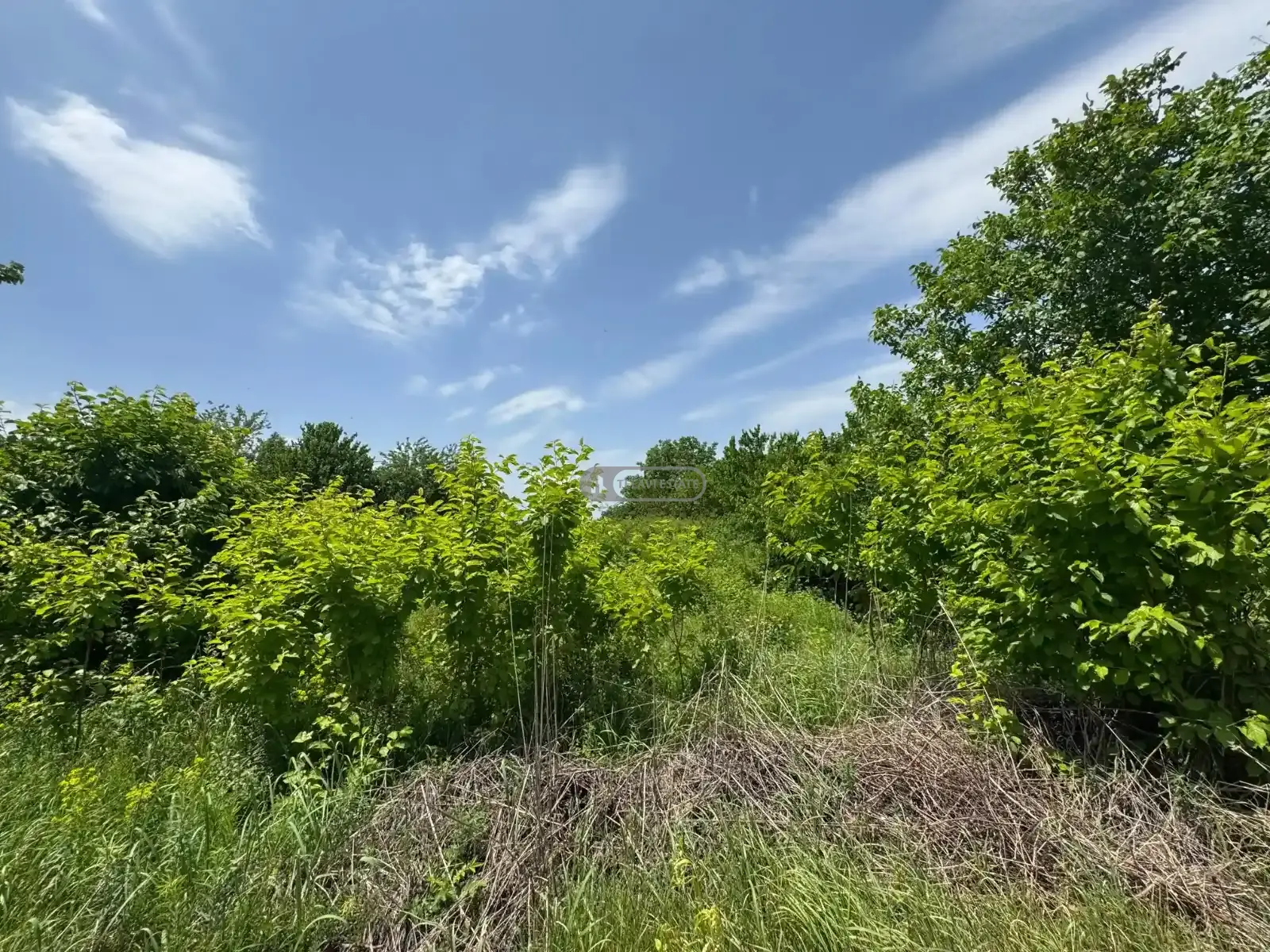 მიწის ნაკვეთი რუისპირში, ვენახით