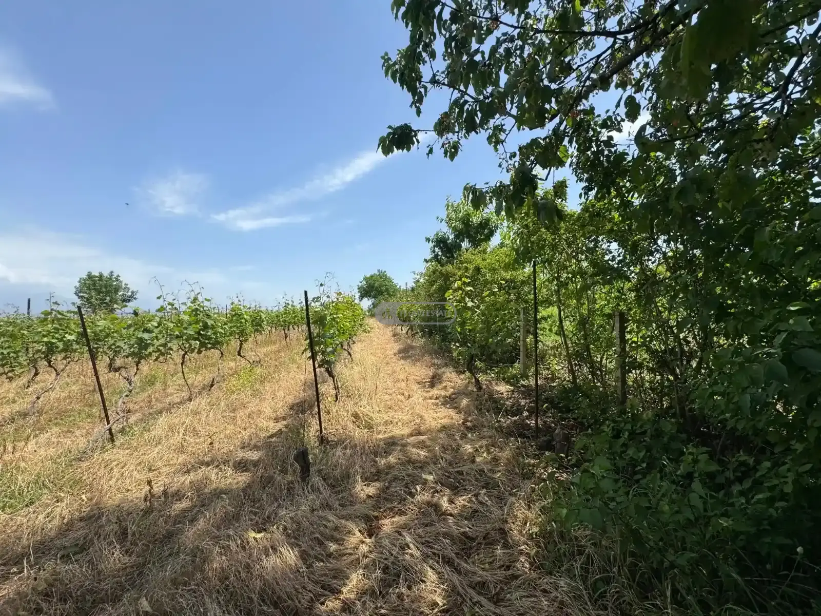 მიწის ნაკვეთი რუისპირში, ვენახით