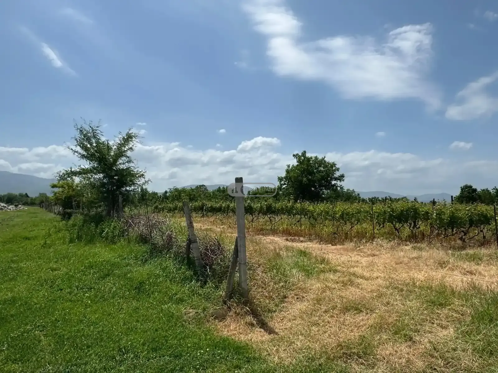 მიწის ნაკვეთი რუისპირში, ვენახით