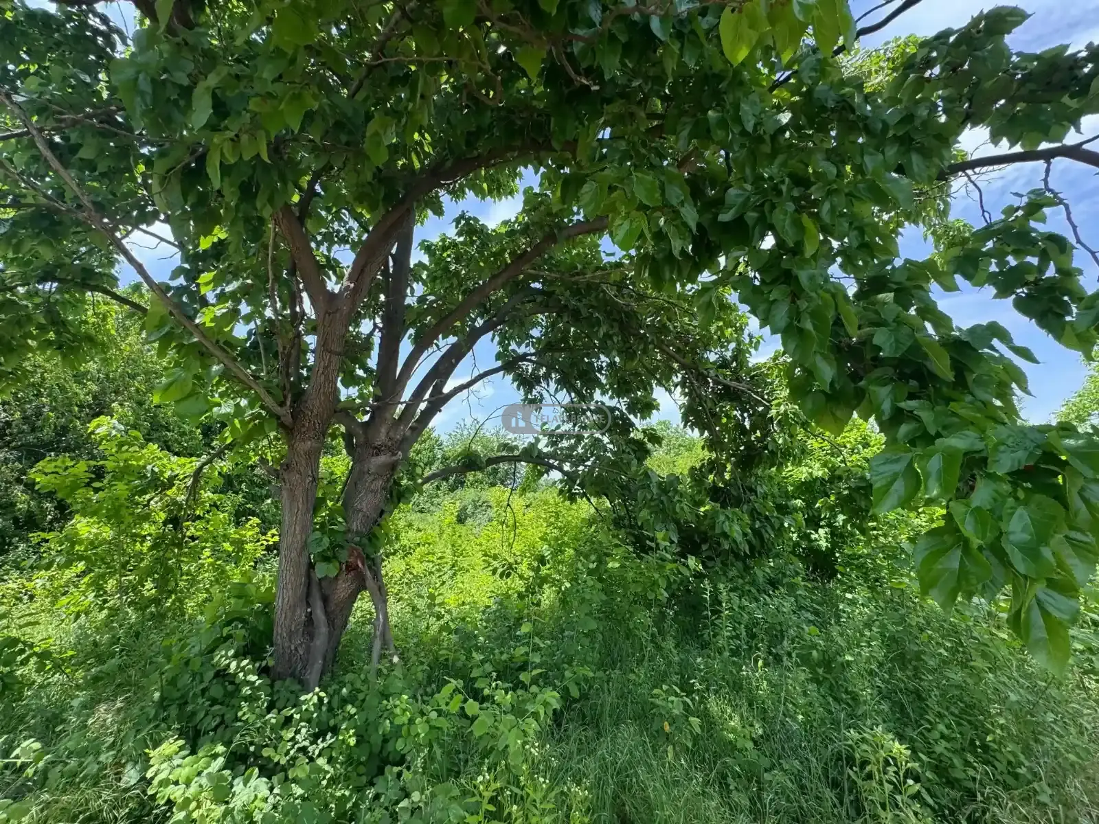 მიწის ნაკვეთი რუისპირში, ვენახით