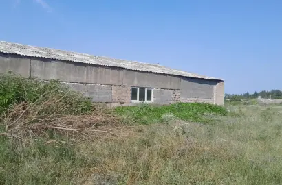 ფერმა კისისხევში