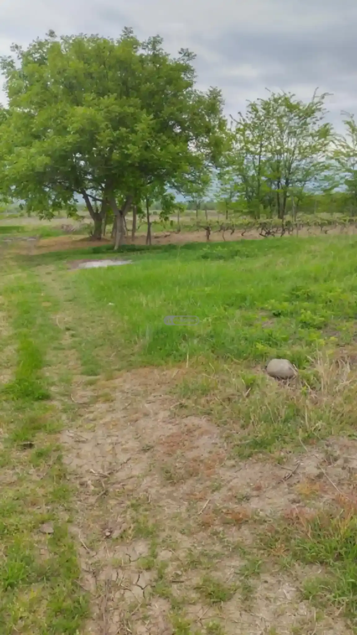 მიწის ნაკვეთი კურდღელაურში