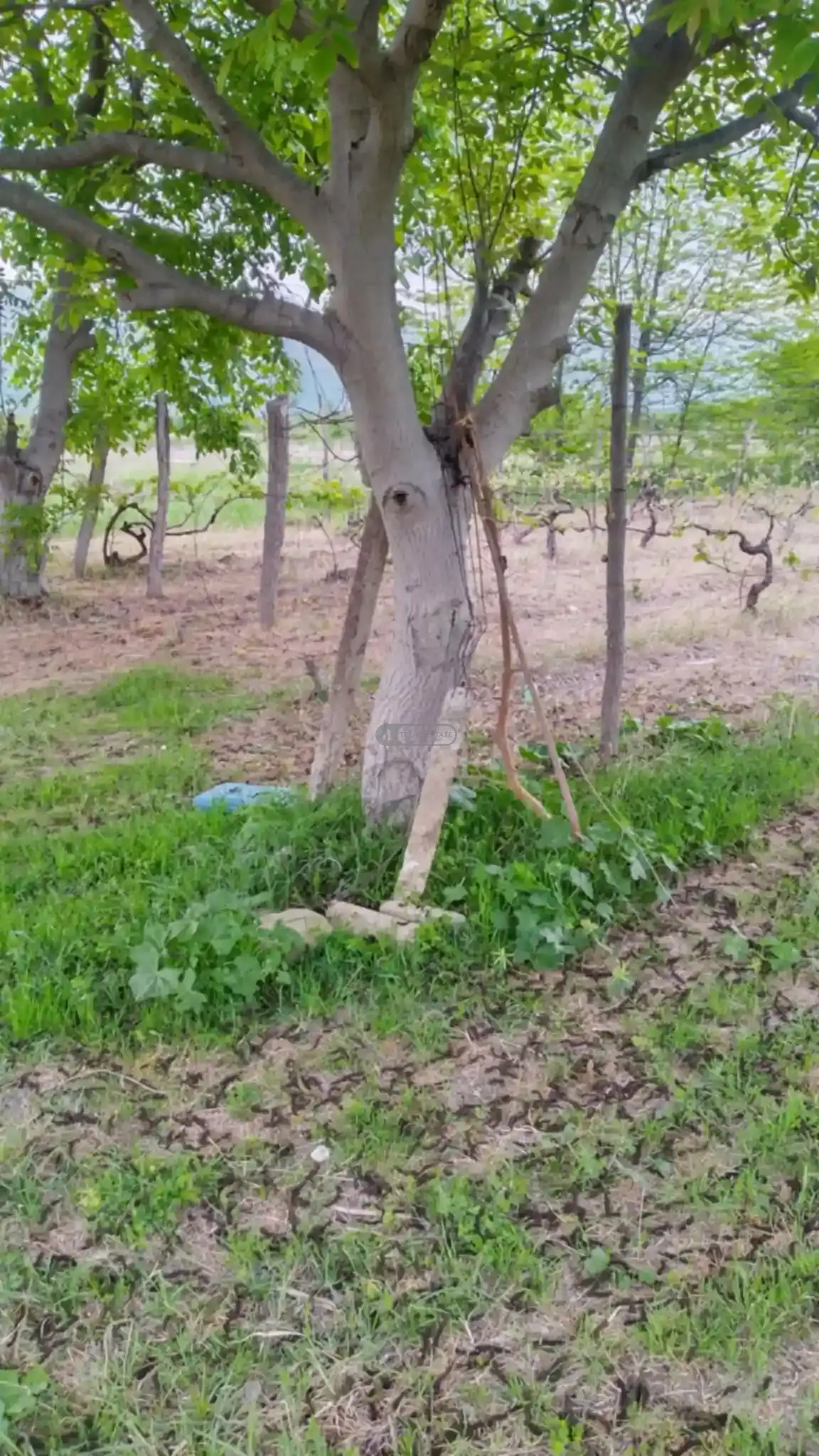 მიწის ნაკვეთი კურდღელაურში