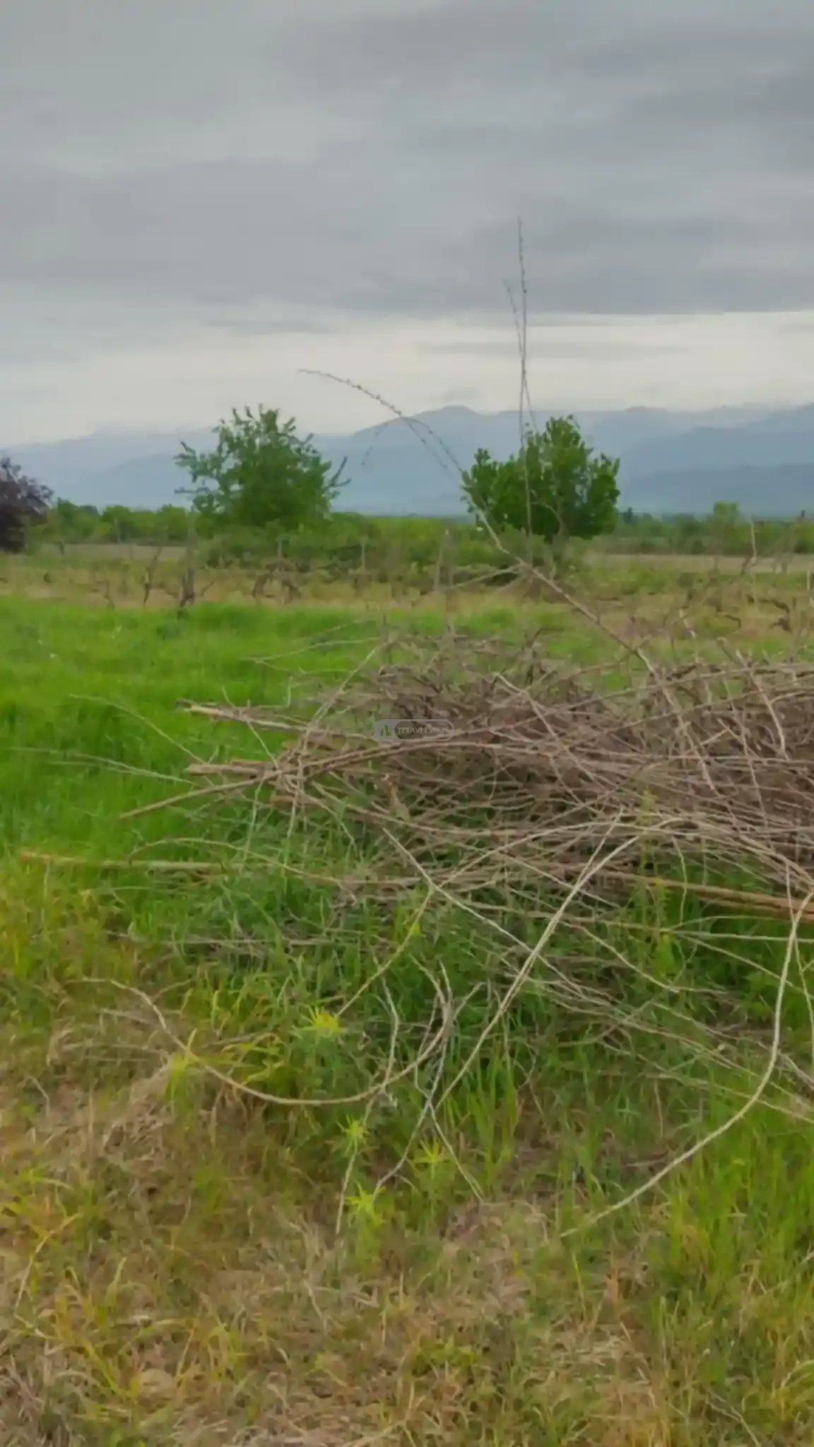 მიწის ნაკვეთი კურდღელაურში