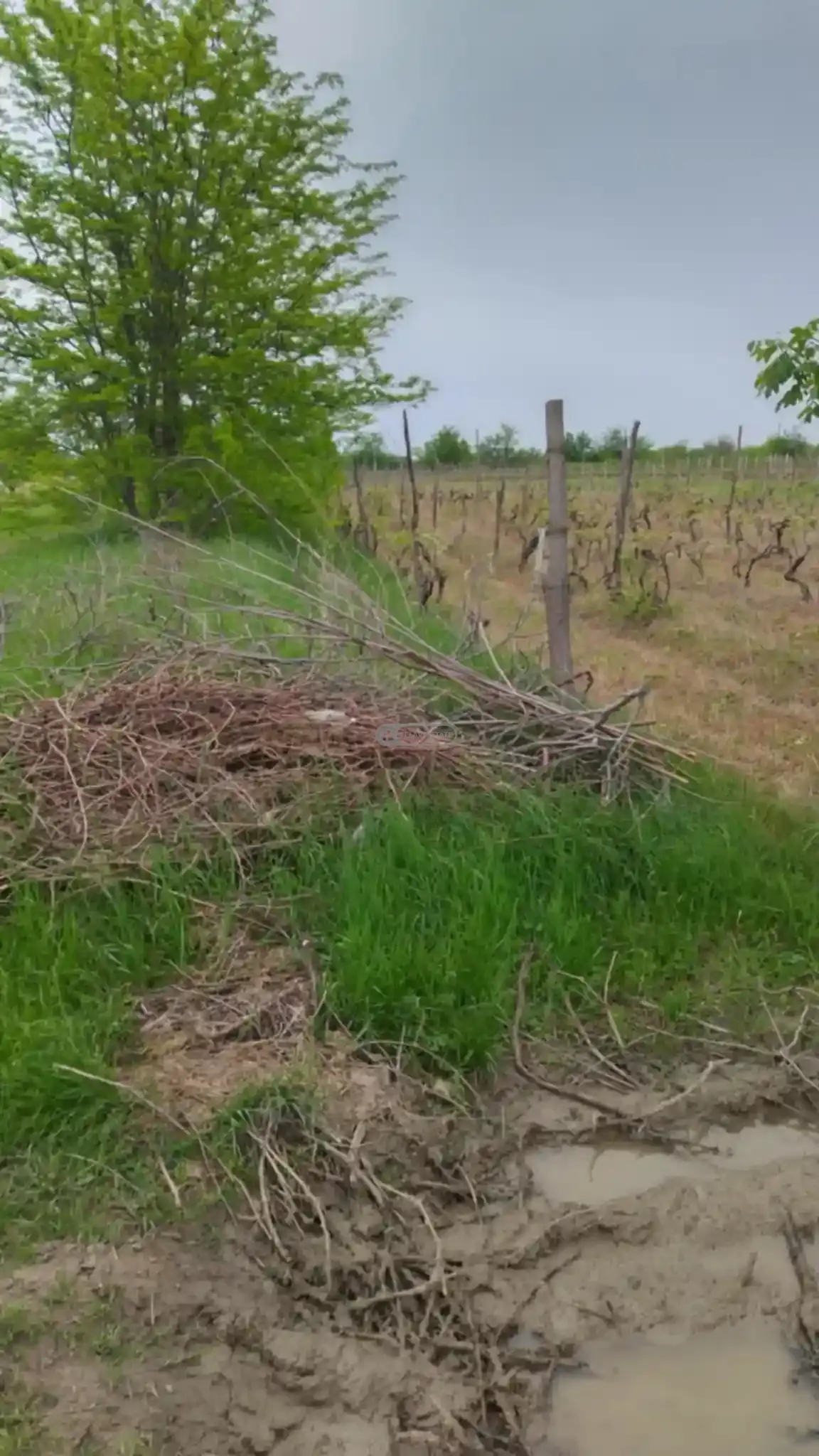 მიწის ნაკვეთი კურდღელაურში