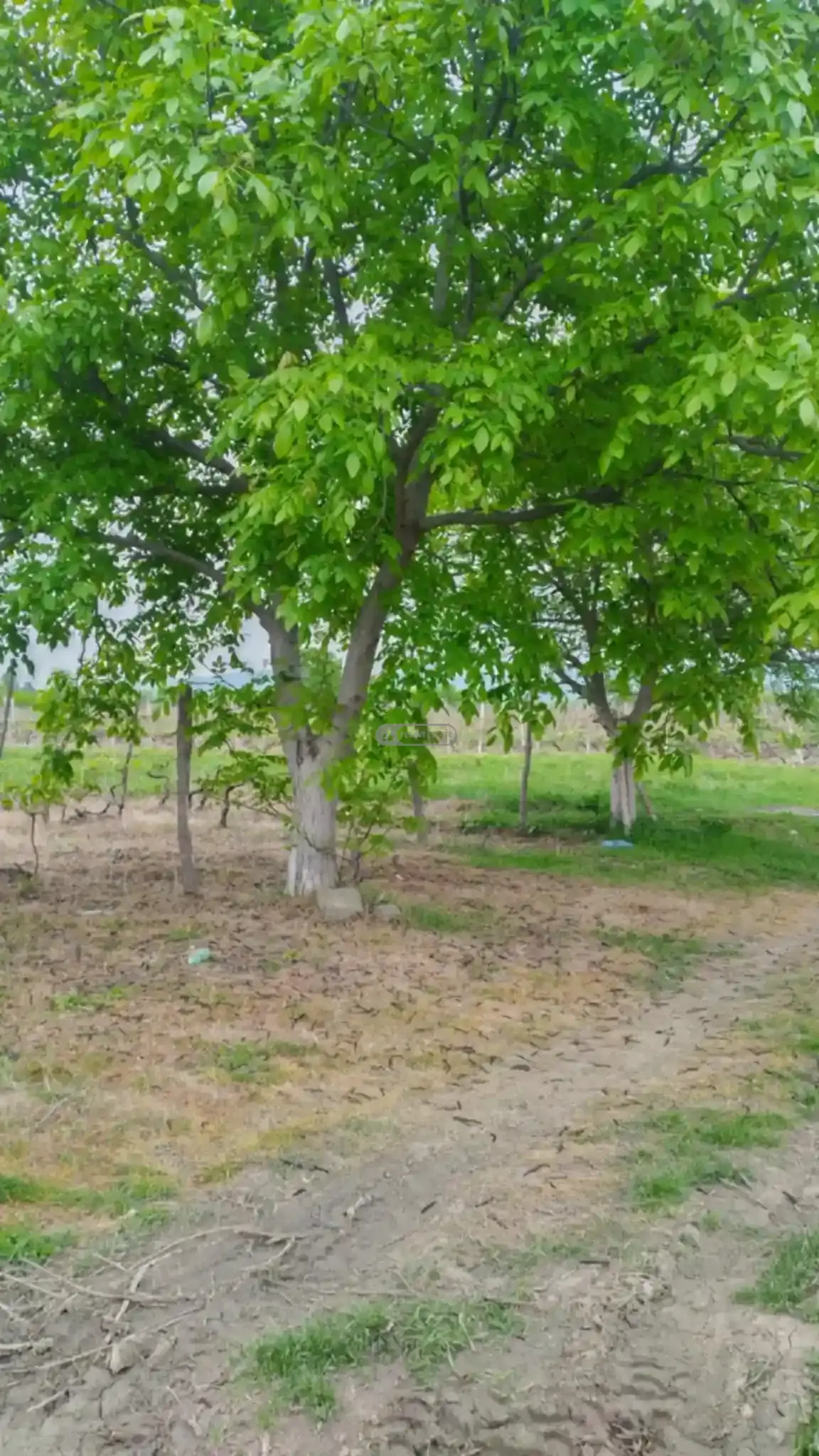 მიწის ნაკვეთი კურდღელაურში