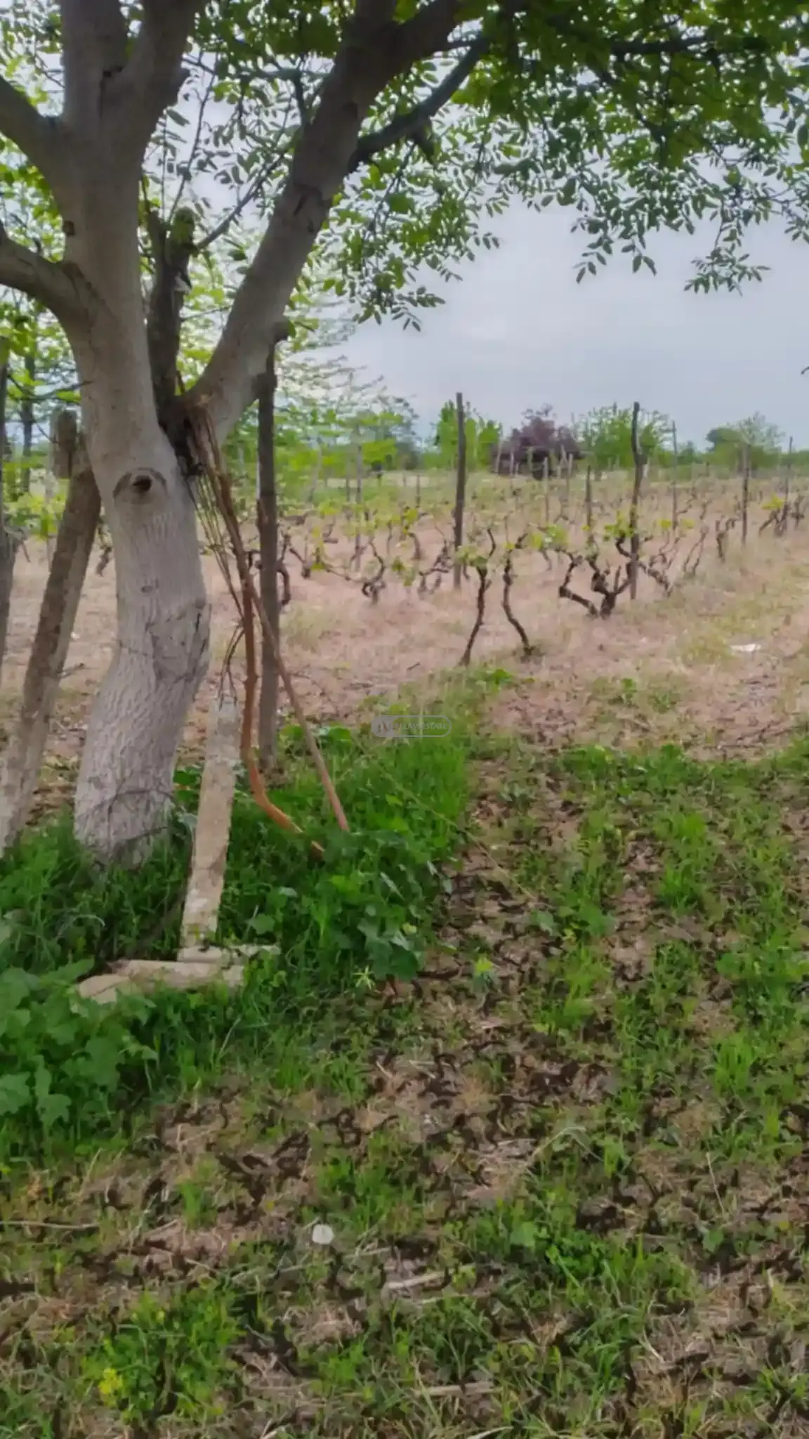 მიწის ნაკვეთი კურდღელაურში