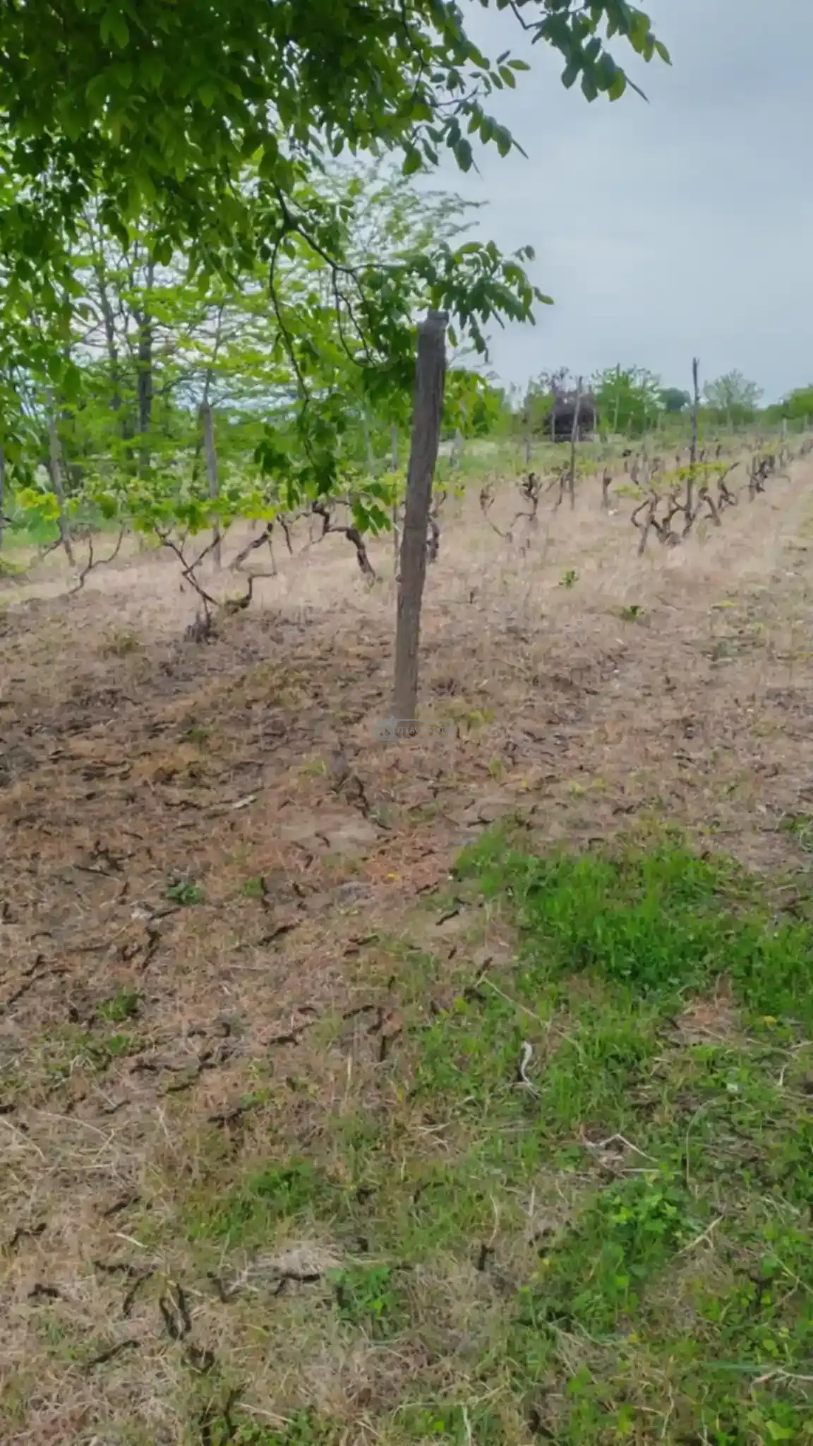 მიწის ნაკვეთი კურდღელაურში