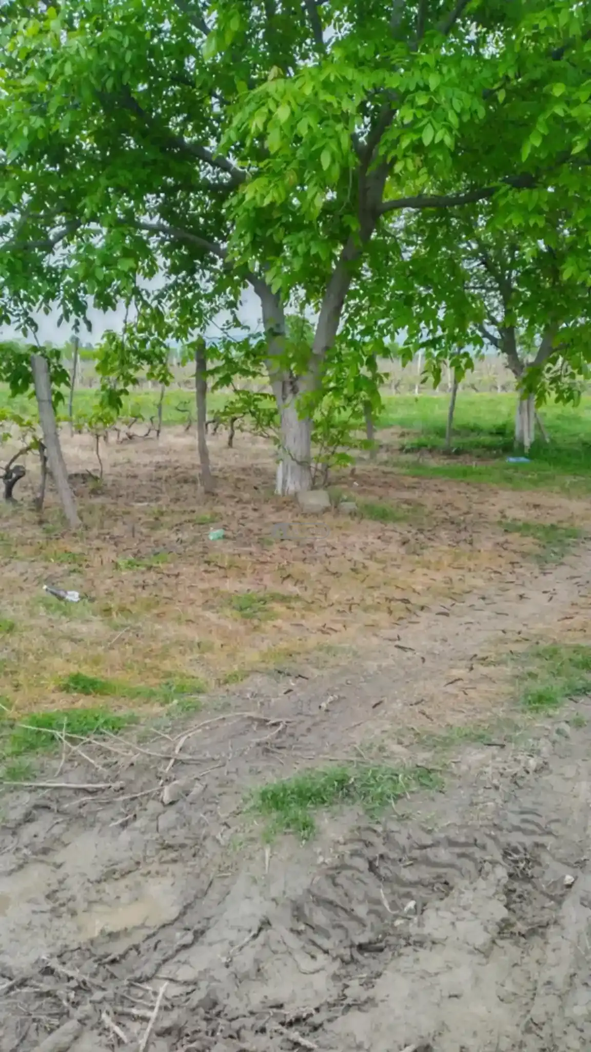 მიწის ნაკვეთი კურდღელაურში