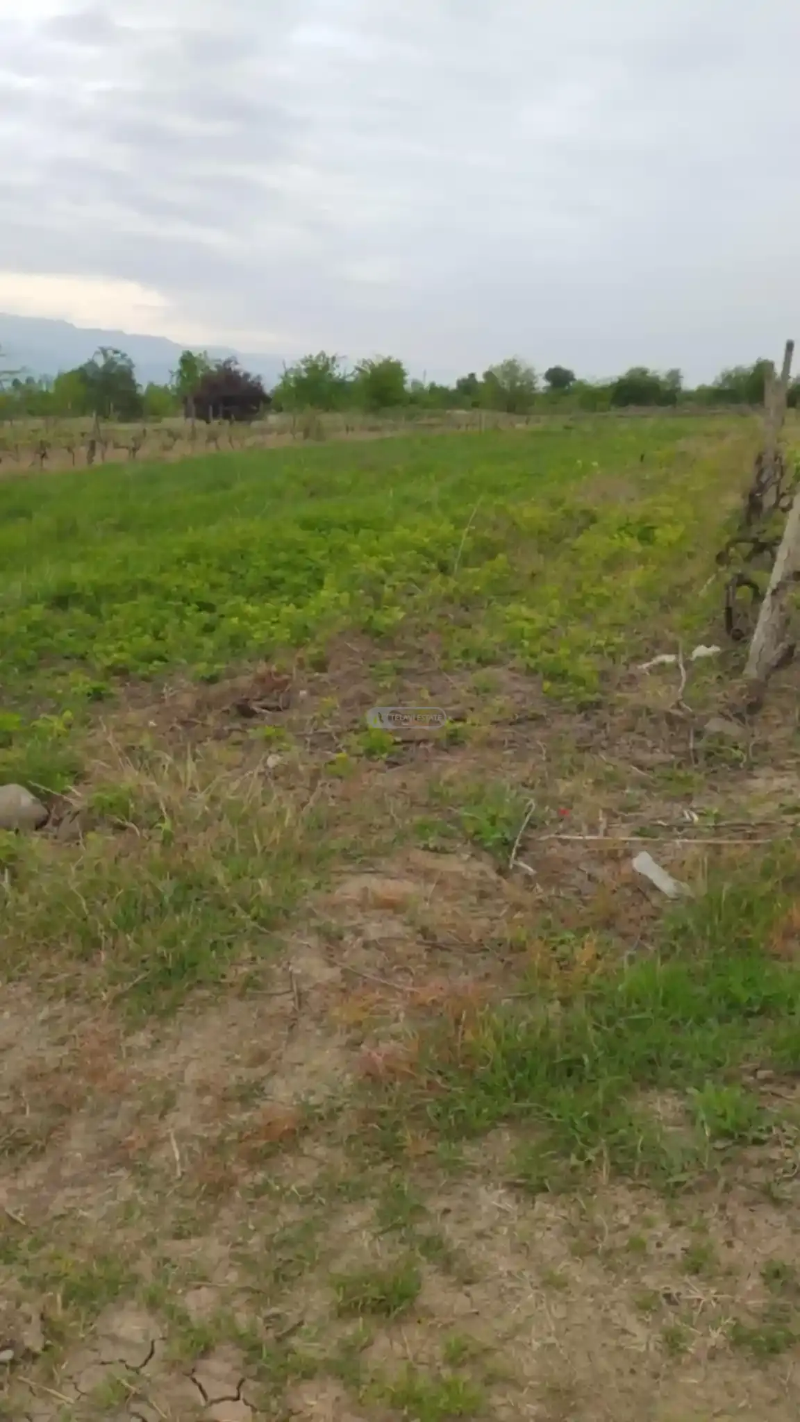 მიწის ნაკვეთი კურდღელაურში