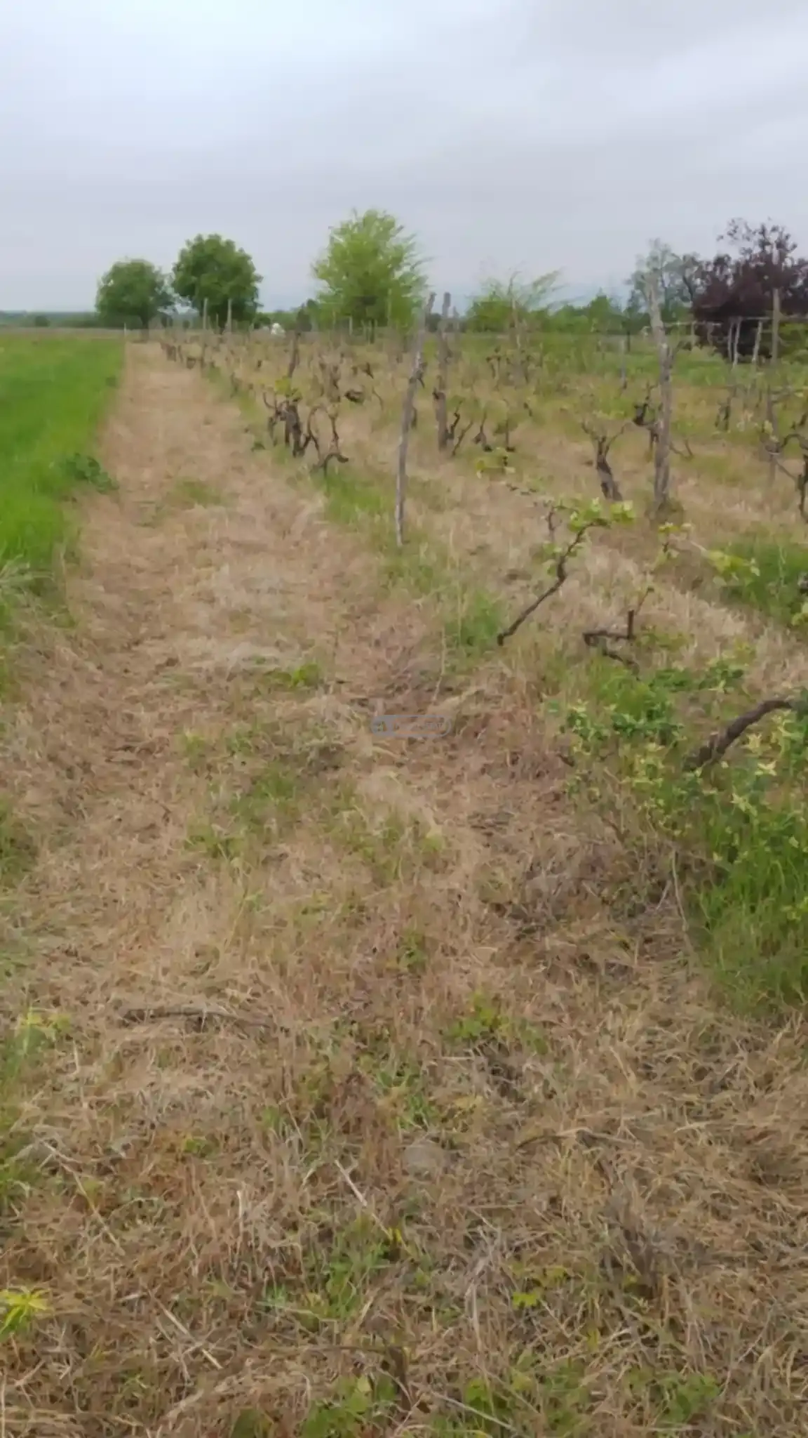 მიწის ნაკვეთი კურდღელაურში