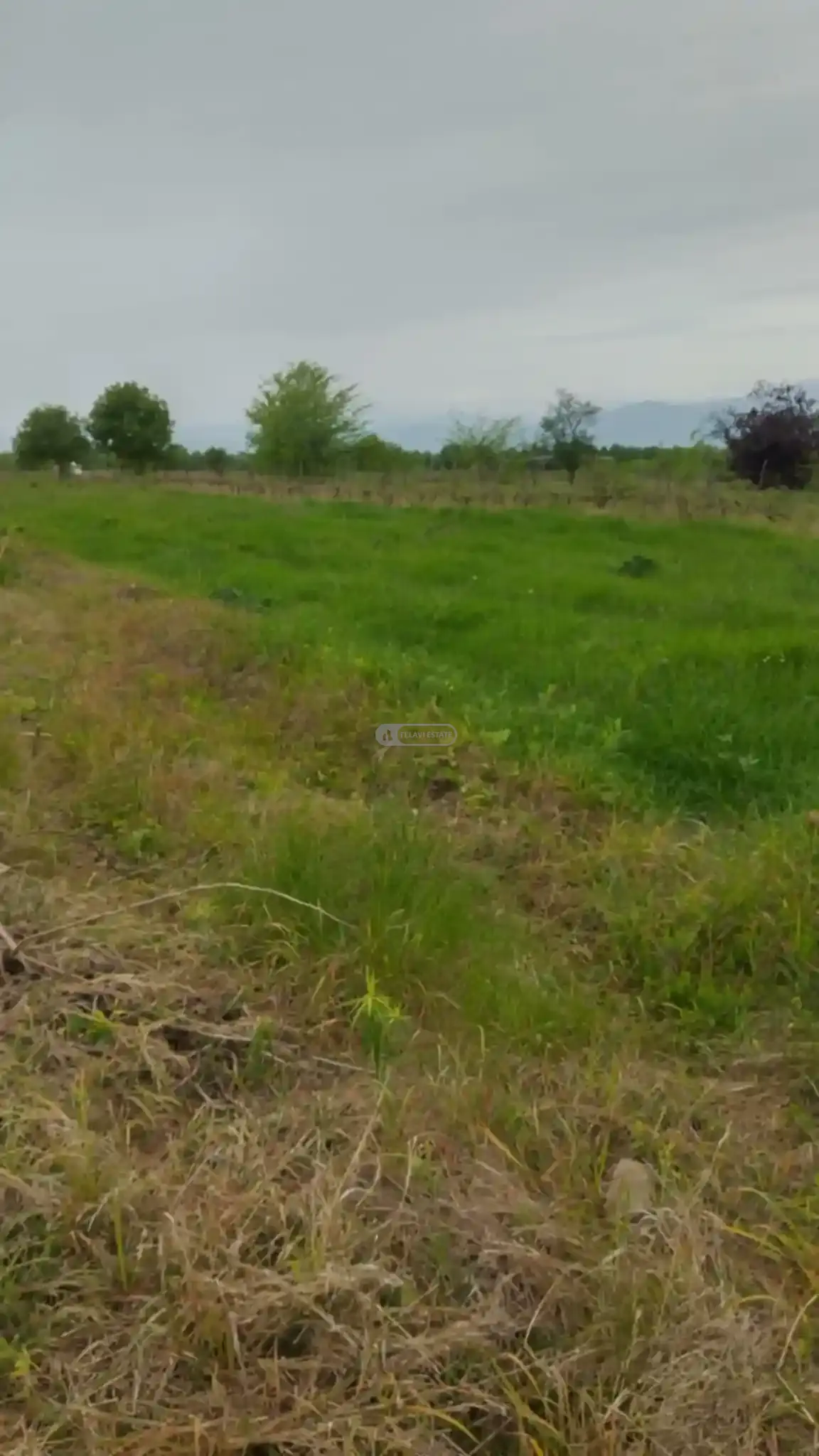 მიწის ნაკვეთი კურდღელაურში