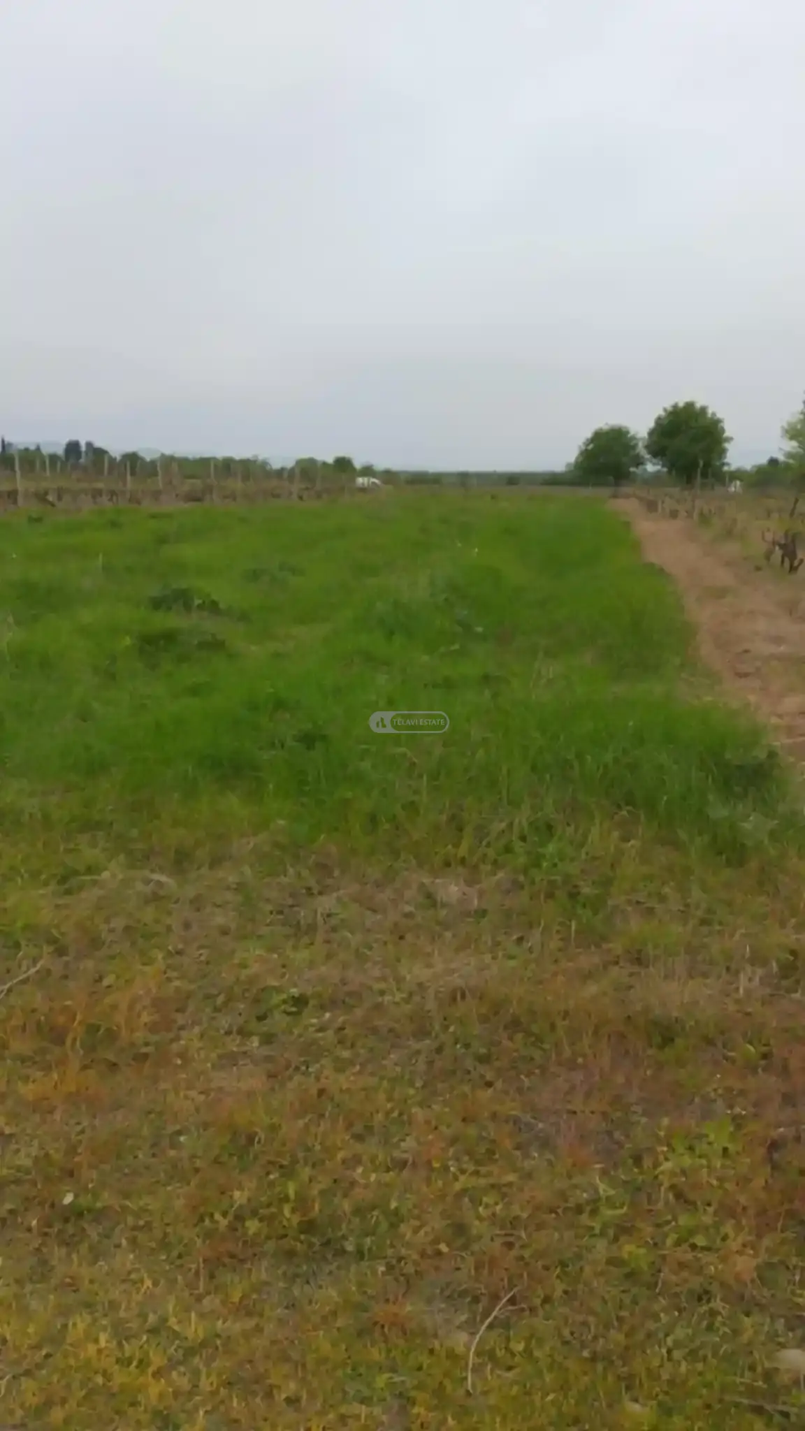 მიწის ნაკვეთი კურდღელაურში