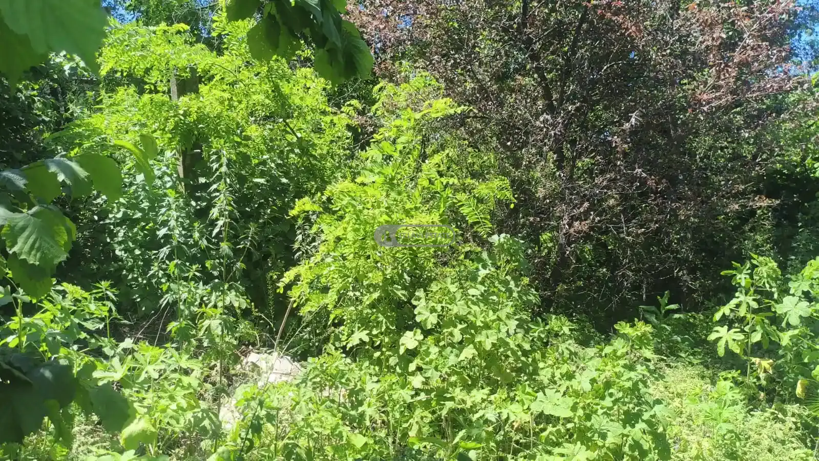 House Property in Telavi
