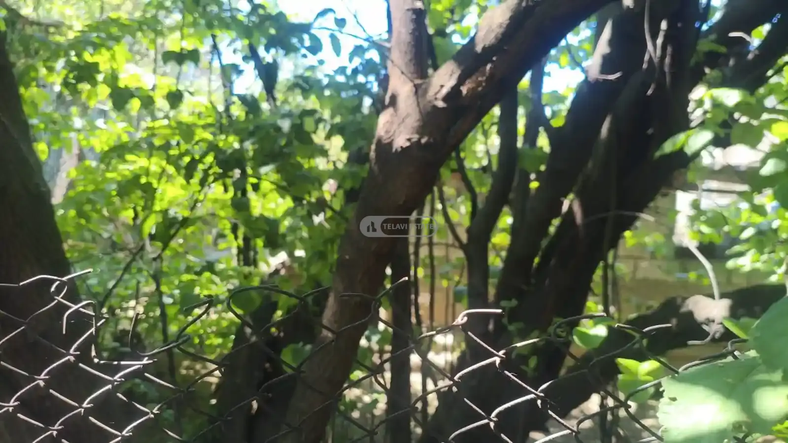 House Property in Telavi