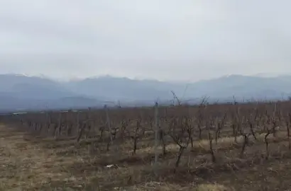 ვენახი კონდოლში