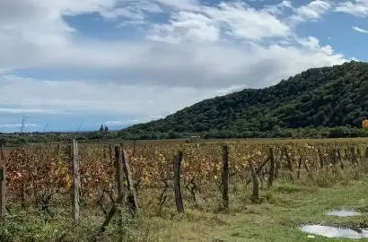 ვენახი სოფელ გრემში