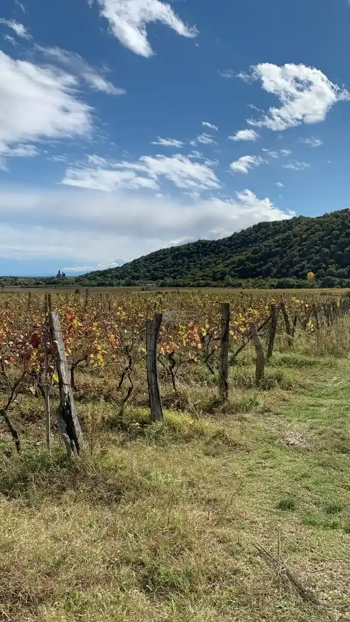 Vineyard for Sale in Gremi