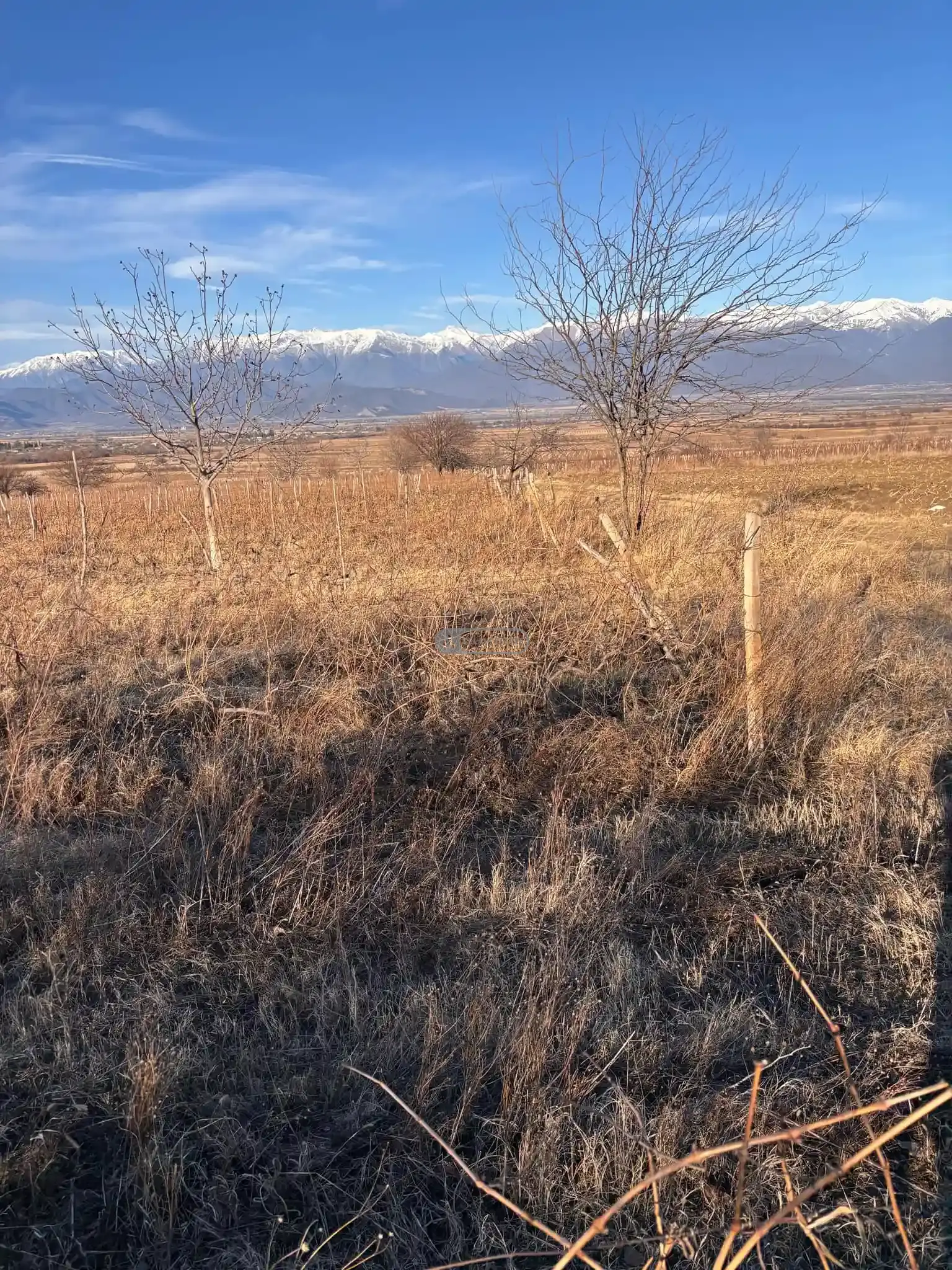 ვენახი სოფელ იყალთოში