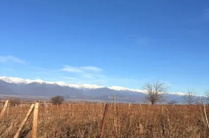 ვენახი სოფელ იყალთოში