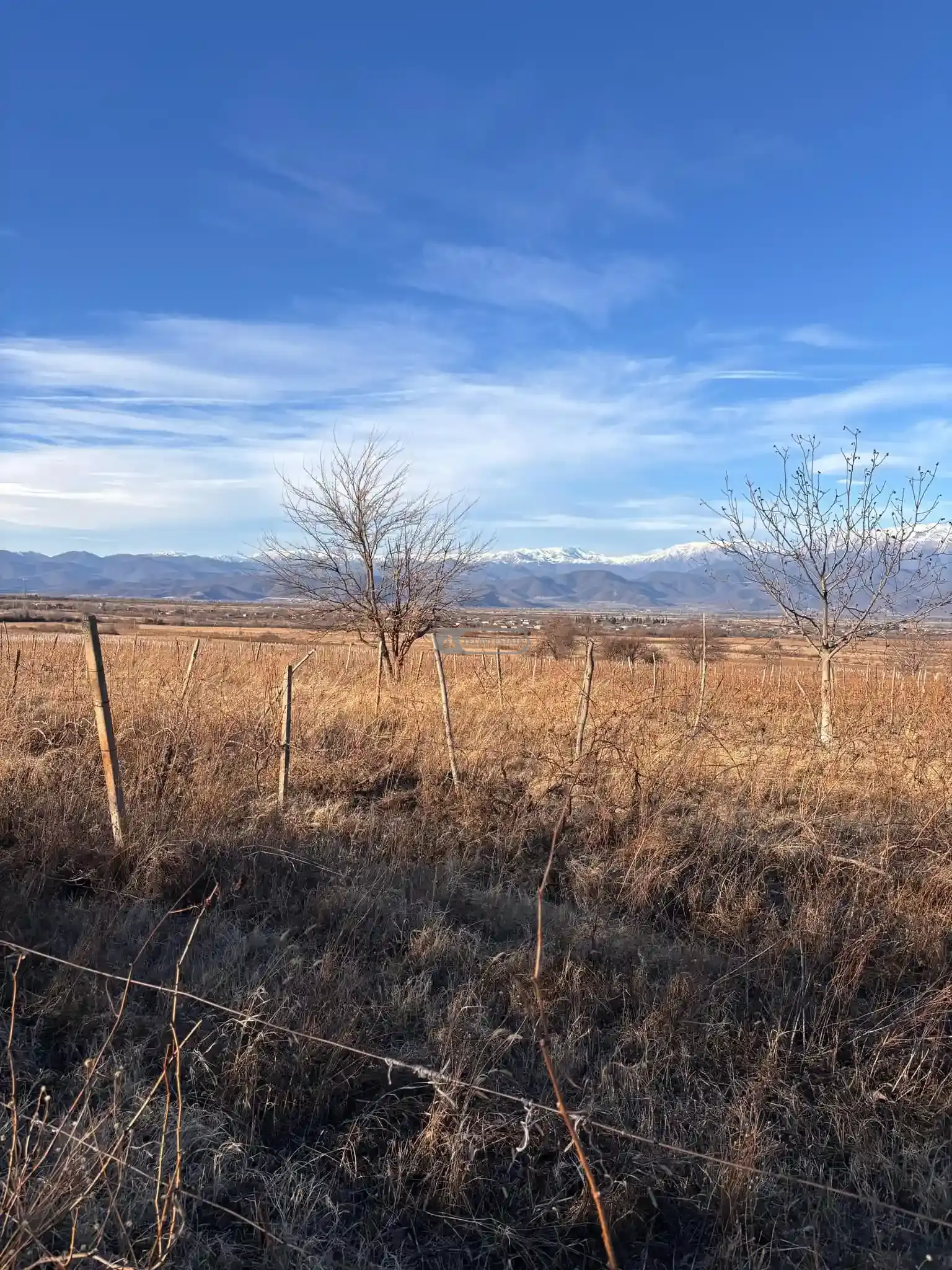 ვენახი სოფელ იყალთოში