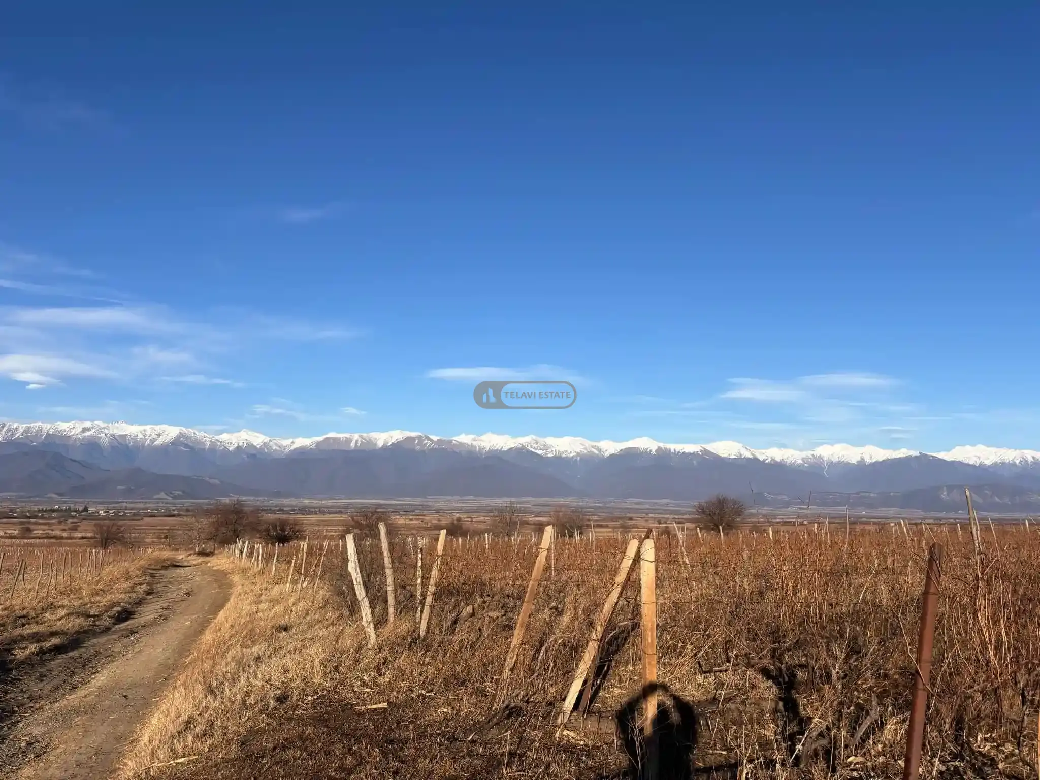 ვენახი სოფელ იყალთოში