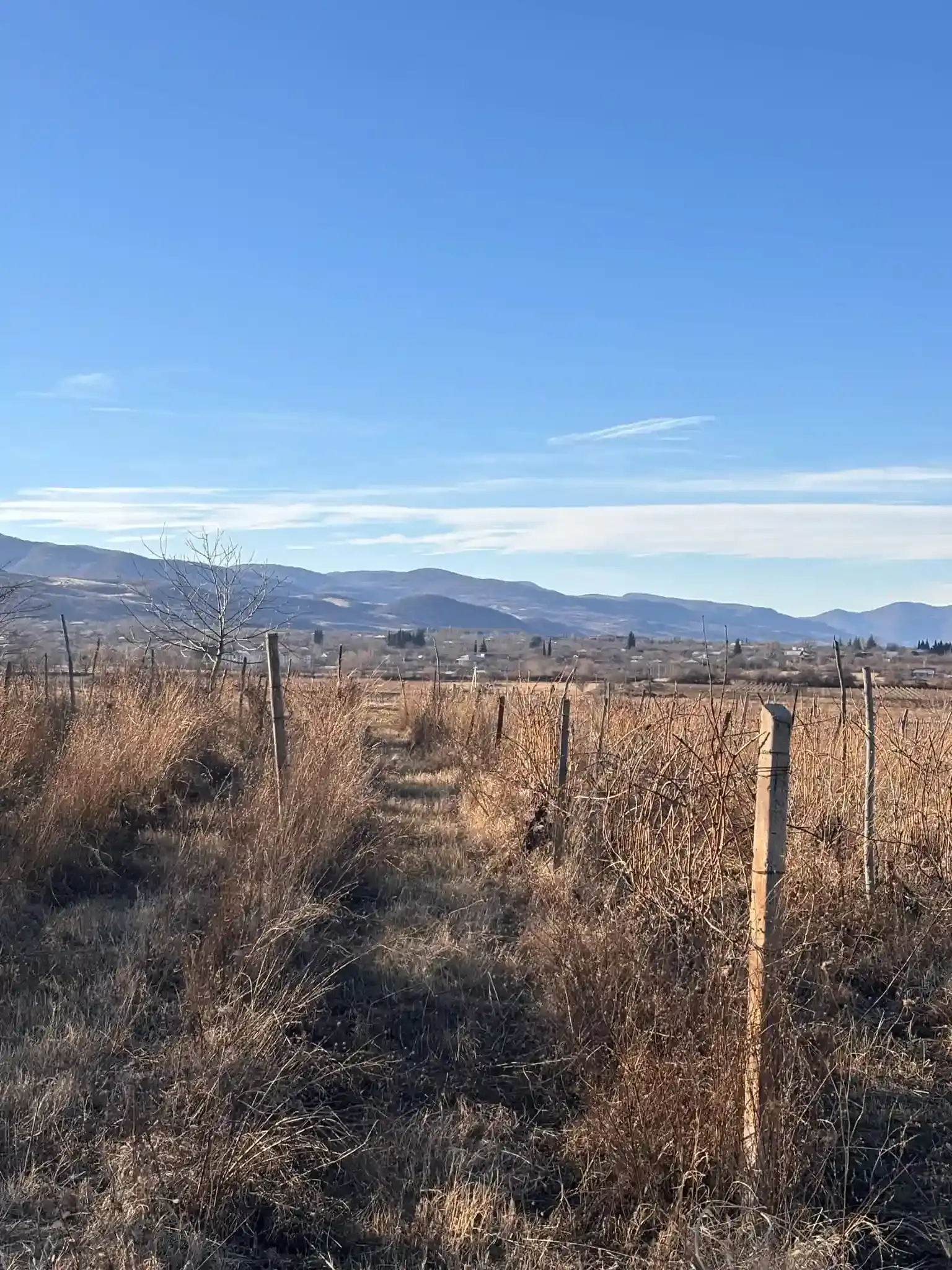 ვენახი სოფელ იყალთოში