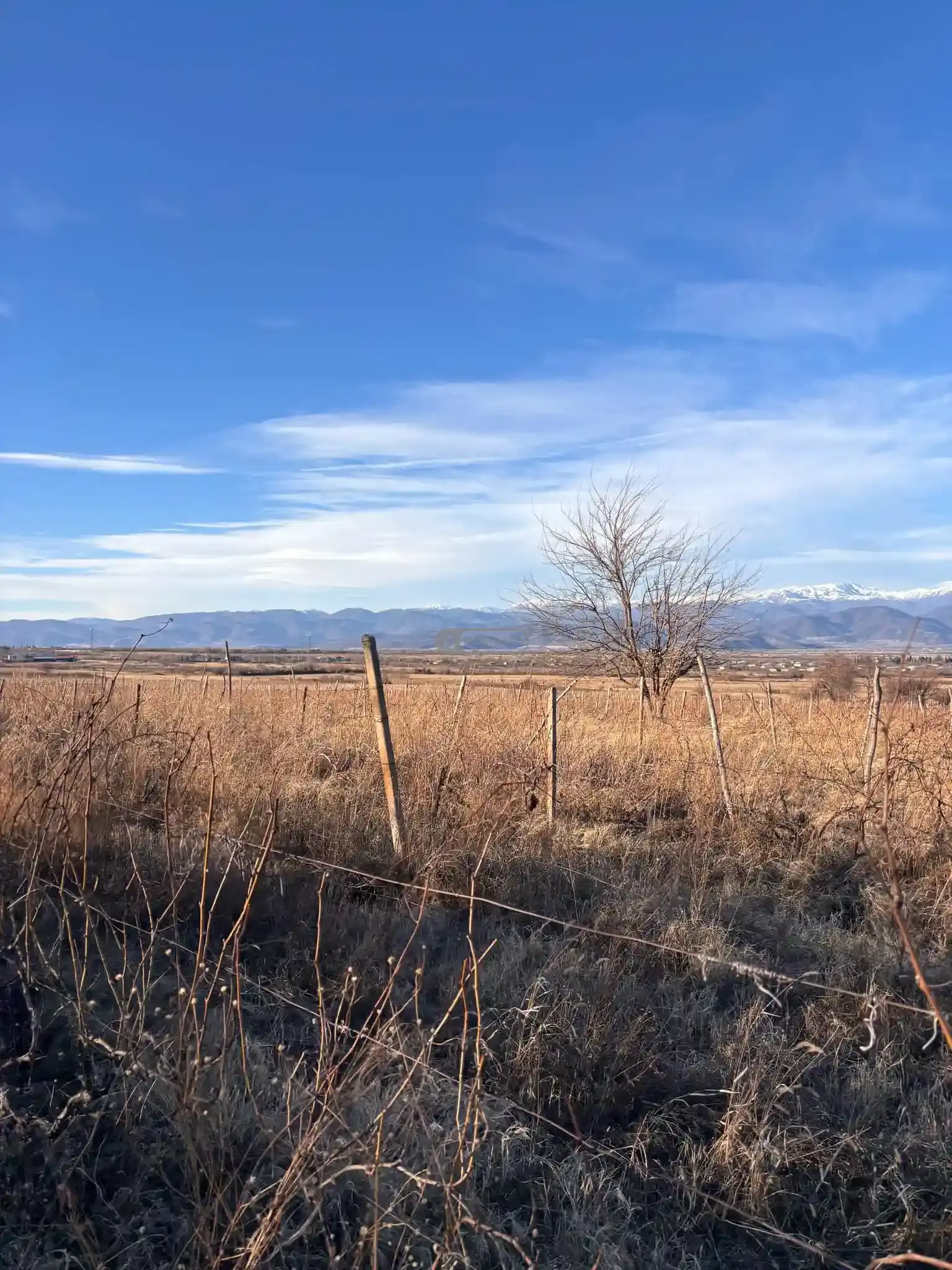 ვენახი სოფელ იყალთოში