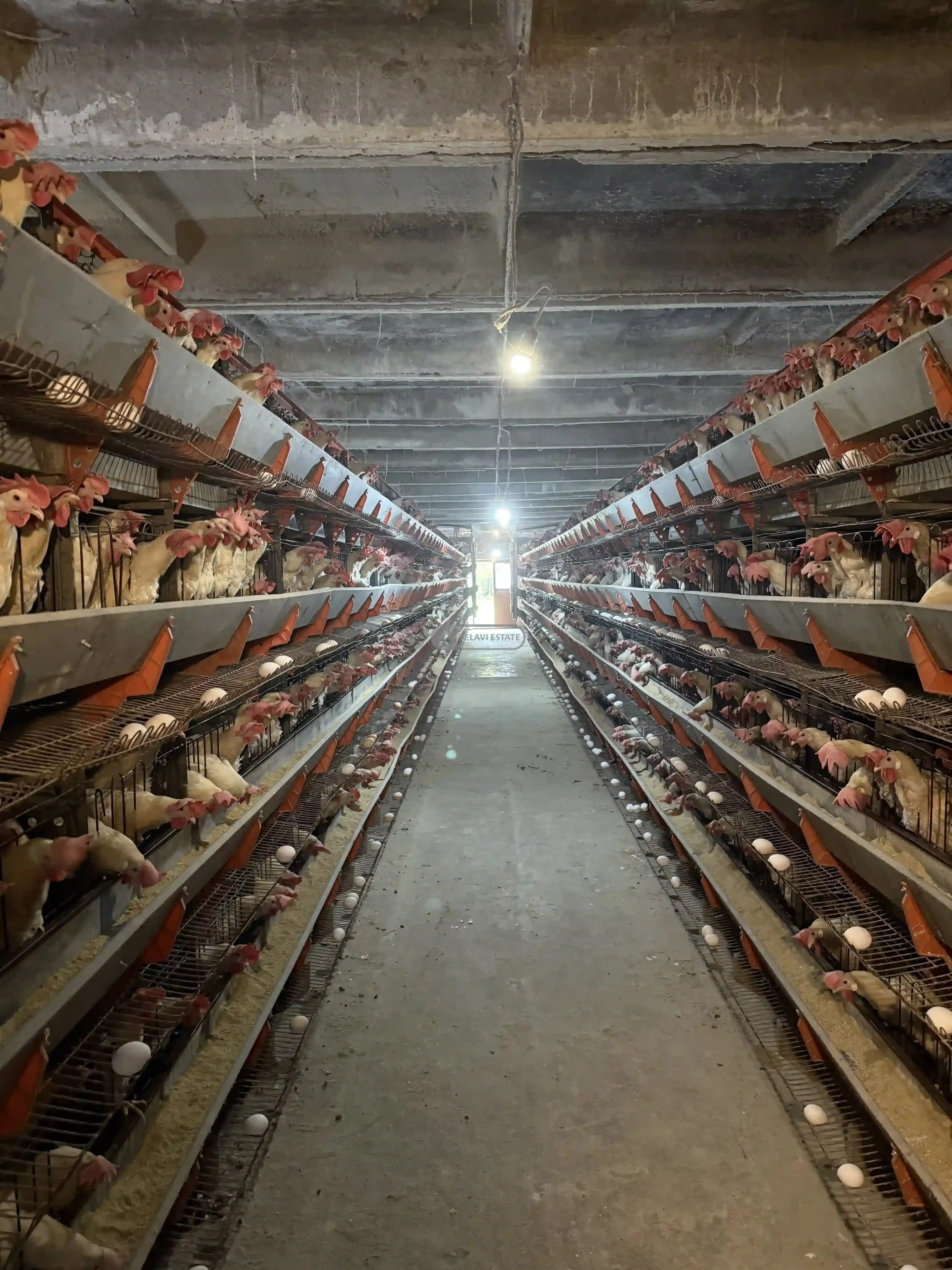 ქათმის ფერმა სრული ინფრასტრუქტურით