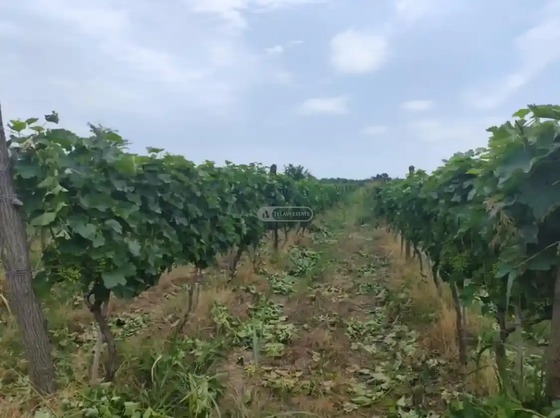 Saperavi vineyard in Tsinandali
