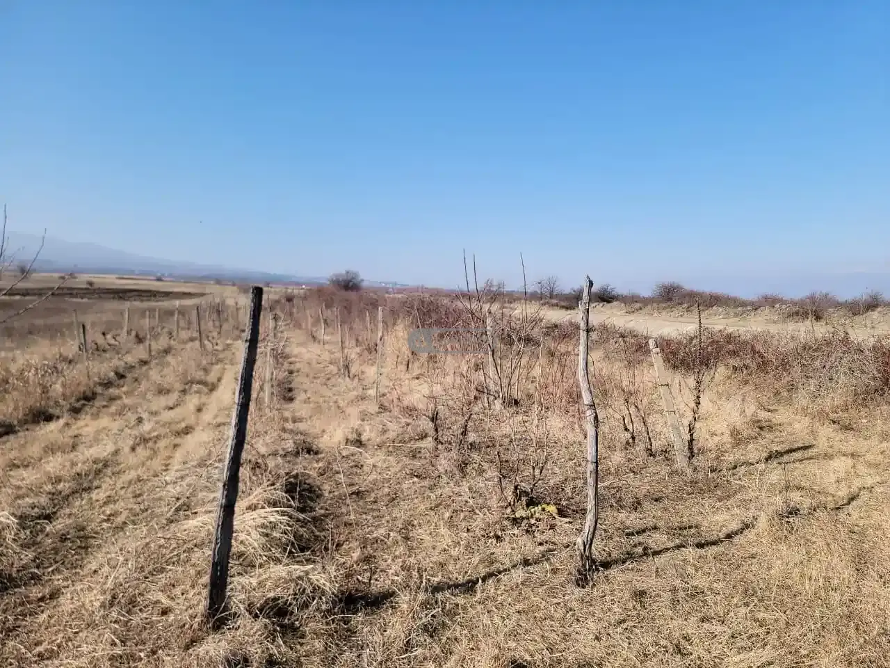 Старый виноградник в Кисисхеви