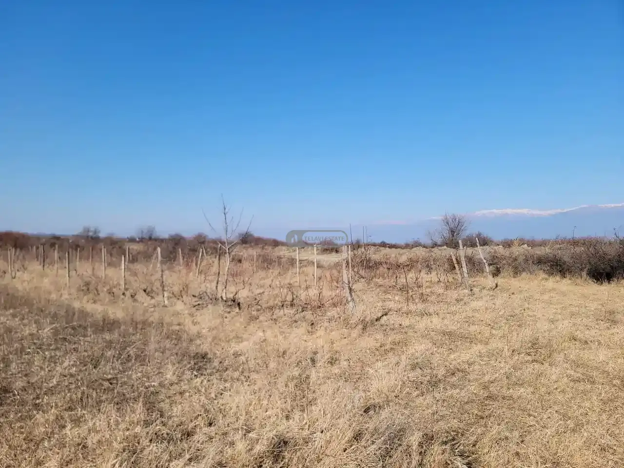 Старый виноградник в Кисисхеви
